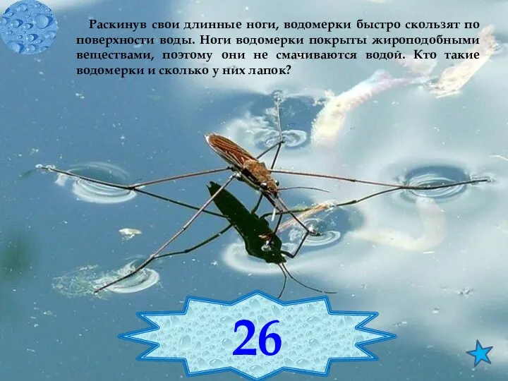 Раскинув свои длинные ноги, водомерки быстро скользят по поверхности воды. Ноги