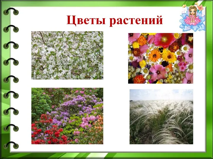 Цветы растений
