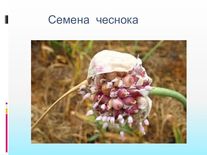 Семена чеснока