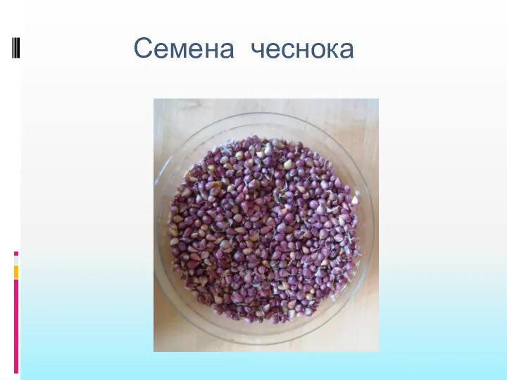 Семена чеснока