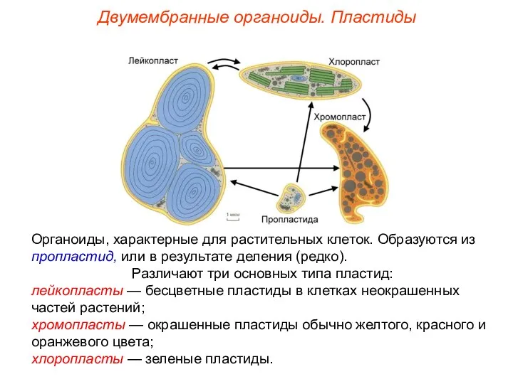 Органоиды, характерные для растительных клеток. Образуются из пропластид, или в результате