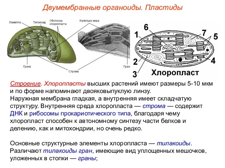 Двумембранные органоиды. Пластиды Строение. Хлоропласты высших растений имеют размеры 5-10 мкм