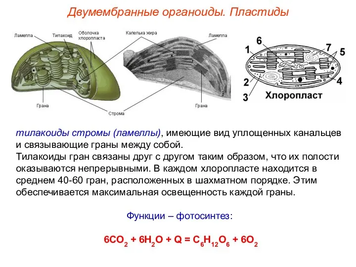 Двумембранные органоиды. Пластиды тилакоиды стромы (ламеллы), имеющие вид уплощенных канальцев и