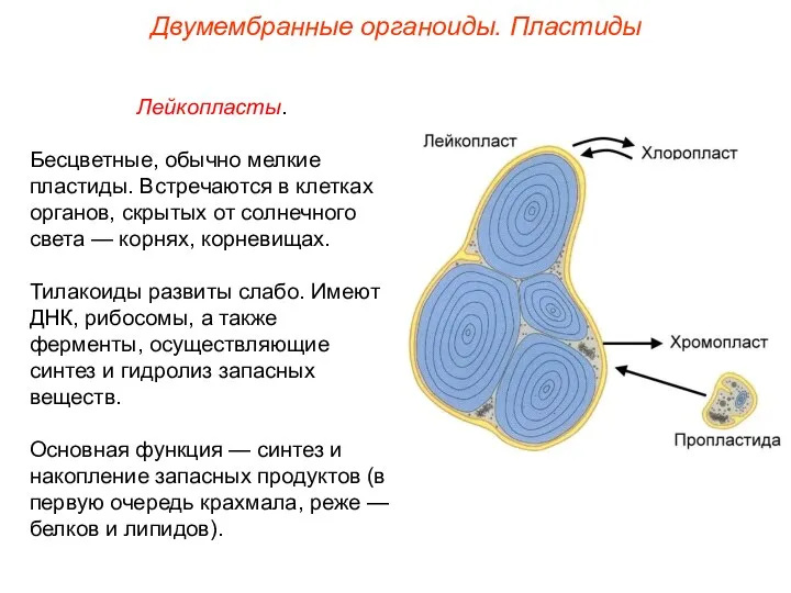 Лейкопласты. Бесцветные, обычно мелкие пластиды. Встречаются в клетках органов, скрытых от