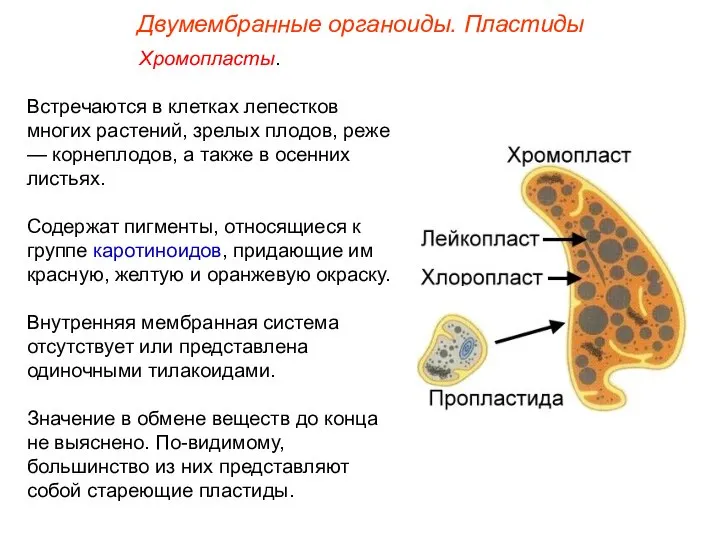 Хромопласты. Встречаются в клетках лепестков многих растений, зрелых плодов, реже —