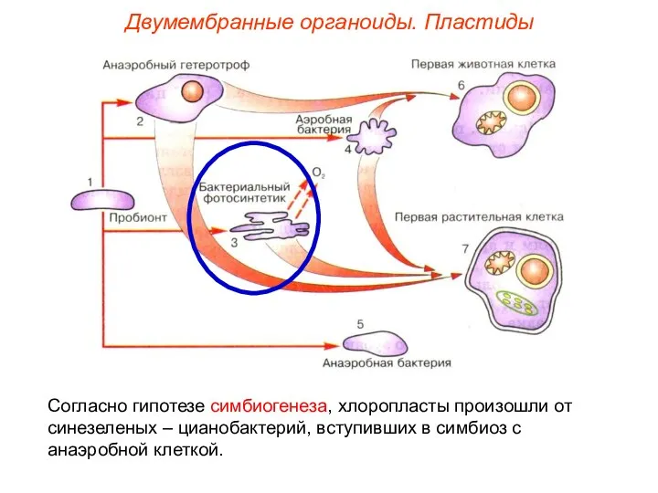 Двумембранные органоиды. Пластиды Согласно гипотезе симбиогенеза, хлоропласты произошли от синезеленых –