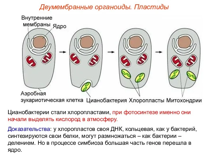 Двумембранные органоиды. Пластиды Цианобактерии стали хлоропластами, при фотосинтезе именно они начали