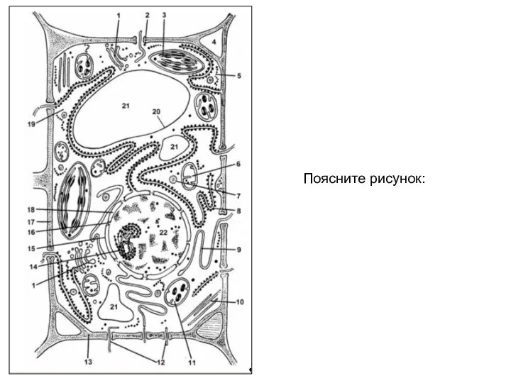 Поясните рисунок: