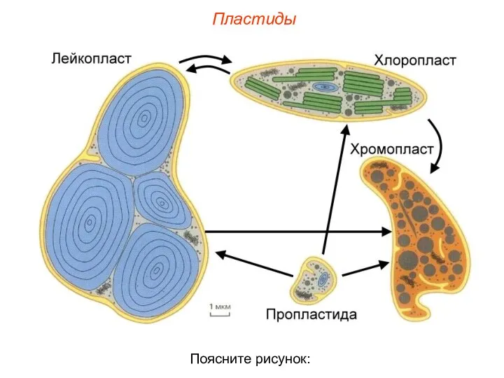 Пластиды Поясните рисунок: