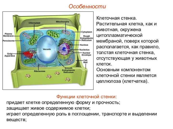 Клеточная стенка. Растительная клетка, как и животная, окружена цитоплазматической мембраной, поверх