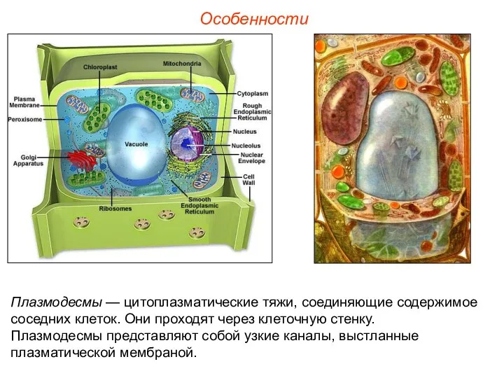 Особенности Плазмодесмы — цитоплазматические тяжи, соединяющие содержимое соседних клеток. Они проходят