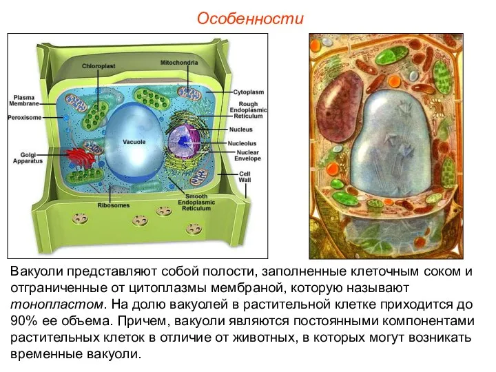 Особенности Вакуоли представляют собой полости, заполненные клеточным соком и отграниченные от