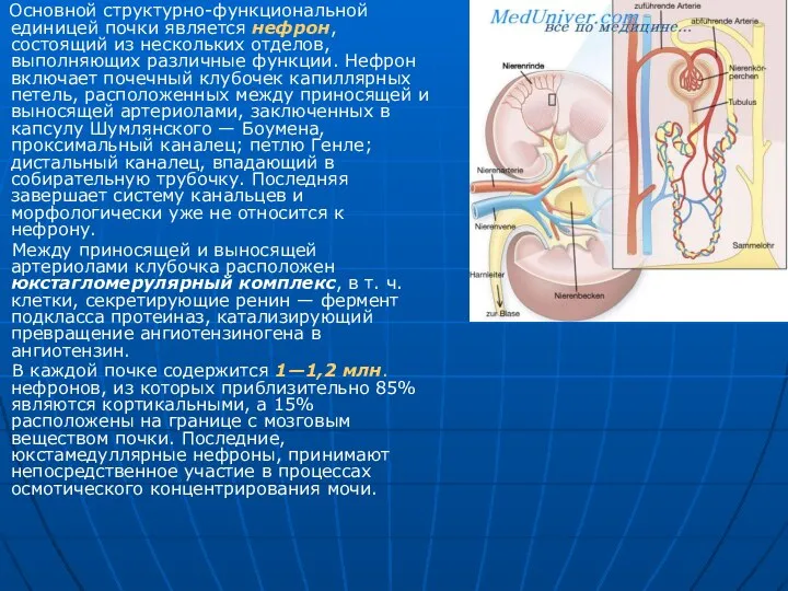 Основной структурно-функциональной единицей почки является нефрон, состоящий из нескольких отделов, выполняющих