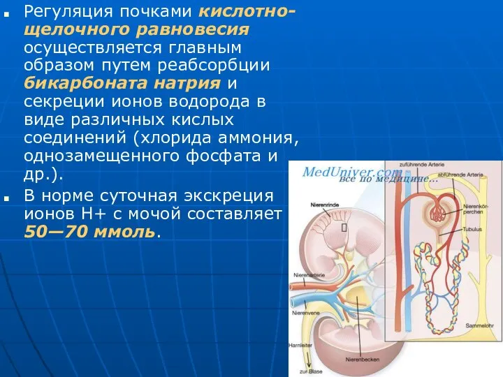 Регуляция почками кислотно-щелочного равновесия осуществляется главным образом путем реабсорбции бикарбоната натрия