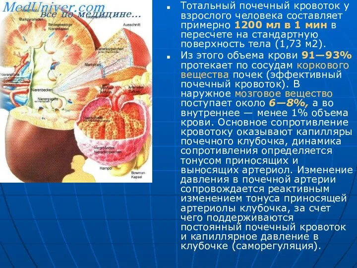 Тотальный почечный кровоток у взрослого человека составляет примерно 1200 мл в