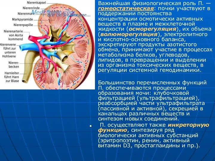 Важнейшая физиологическая роль П. — гомеостатическая: почки участвуют в поддержании постоянства