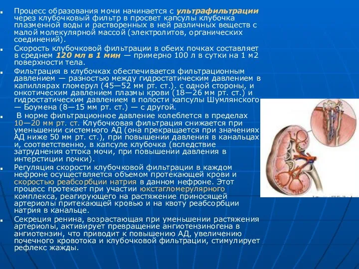 Процесс образования мочи начинается с ультрафильтрации через клубочковый фильтр в просвет