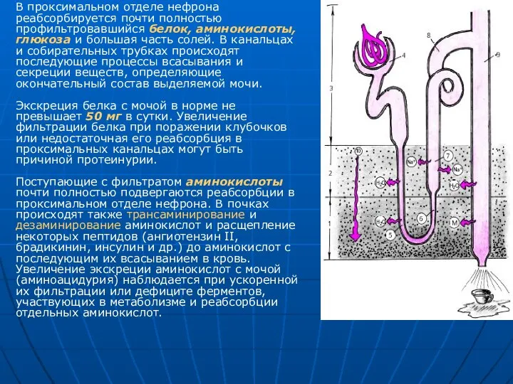 В проксимальном отделе нефрона реабсорбируется почти полностью профильтровавшийся белок, аминокислоты, глюкоза