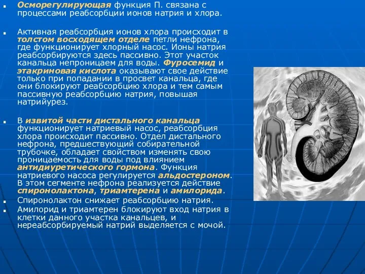 Осморегулирующая функция П. связана с процессами реабсорбции ионов натрия и хлора.