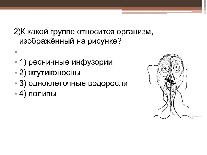 2)К какой группе относится организм, изображённый на рисунке? 1) ресничные инфузории