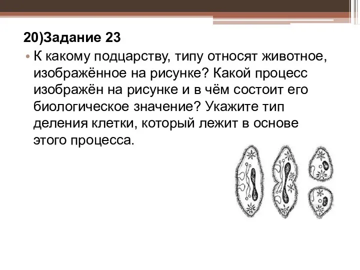 20)Задание 23 К какому подцарству, типу относят животное, изображённое на рисунке?