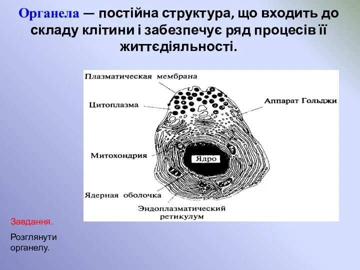 Органела — постійна структура, що входить до складу клітини і забезпечує