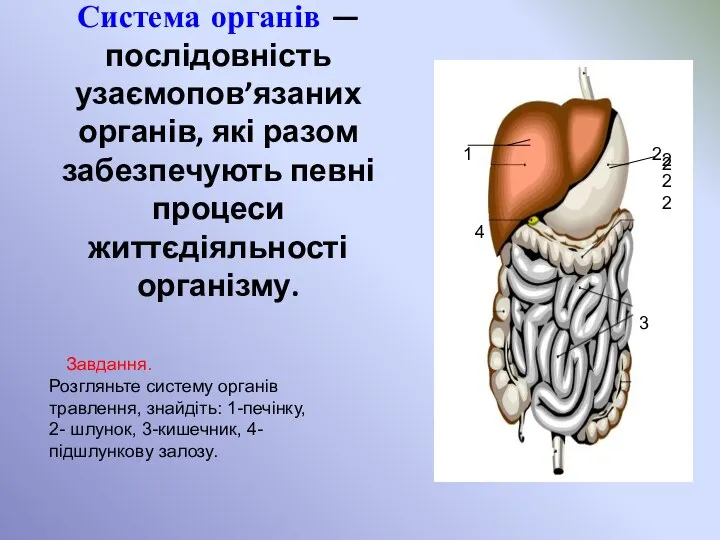 Система органів — послідовність узаємопов’язаних органів, які разом забезпечують певні процеси