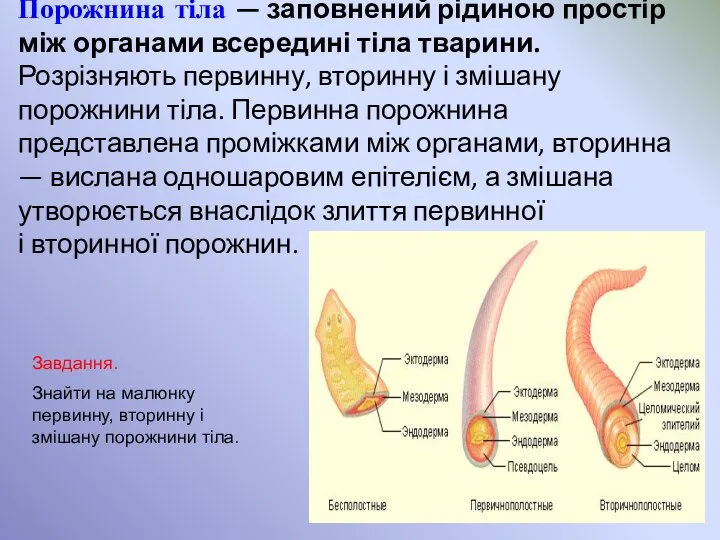 Порожнина тіла — заповнений рідиною простір між органами всередині тіла тварини.