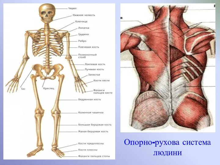 Опорно-рухова система людини