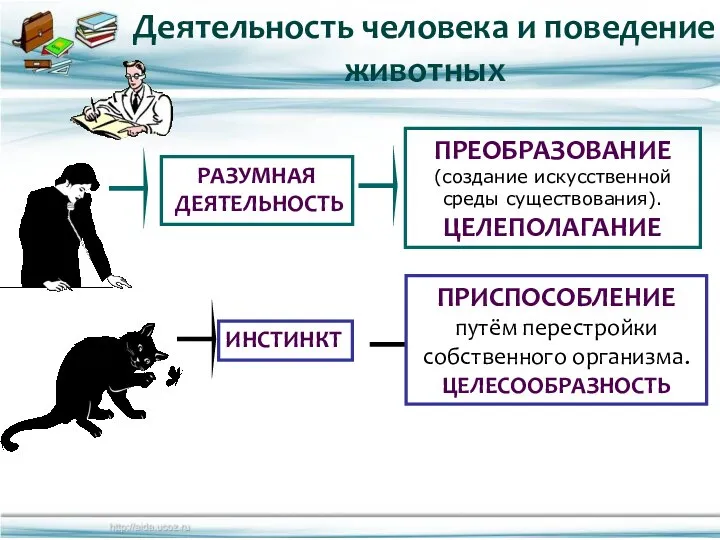 Деятельность человека и поведение животных