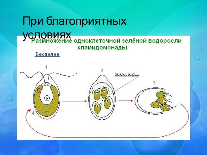 При благоприятных условиях