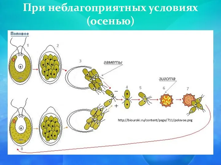 При неблагоприятных условиях (осенью) http://biouroki.ru/content/page/711/polovoe.png