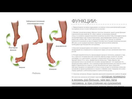 ФУНКЦИИ: 1. Прямохождение человека подразумевает положение стопы в анатомической позиции под