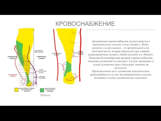 КРОВОСНАБЖЕНИЕ Артериальное кровоснабжение осуществляется в проксимальных отделах за счет ветвей a.