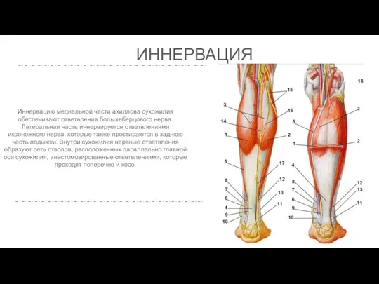 ИННЕРВАЦИЯ Иннервацию медиальной части ахиллова сухожилия обеспечивают ответвления большеберцового нерва. Латеральная