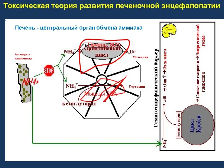 Печень: 80% Мышцы 20% Мочевина Глутамин Аммиак в кишечнике Печень -