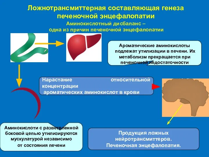 Ложнотрансмиттерная составляющая генеза печеночной энцефалопатии Аминокислотный дисбаланс – одна из причин