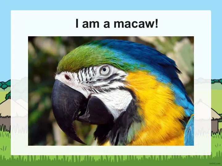 I am a macaw!