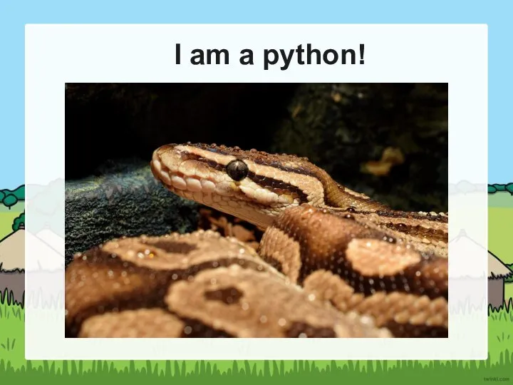 I am a python!