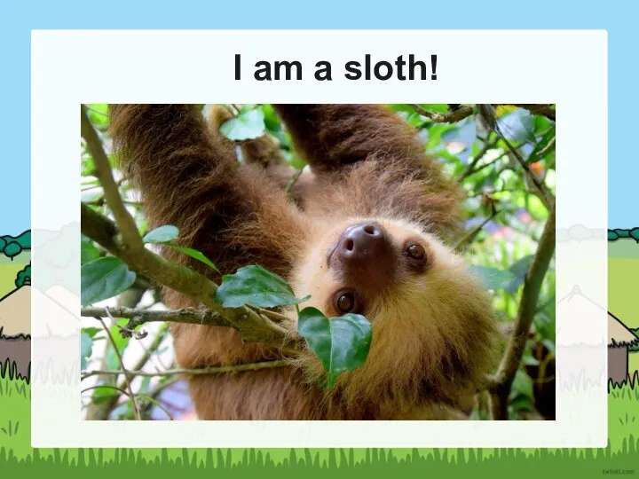 I am a sloth!