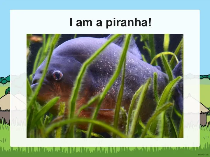 I am a piranha!