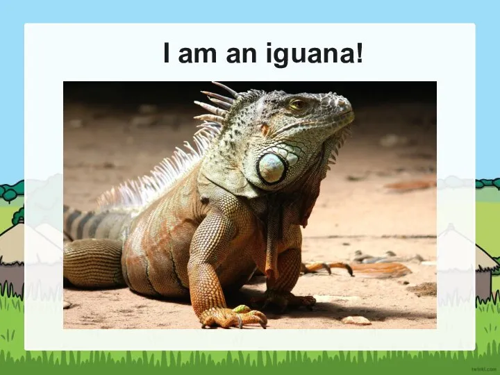 I am an iguana!