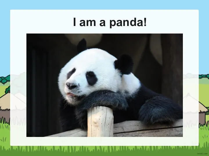 I am a panda!