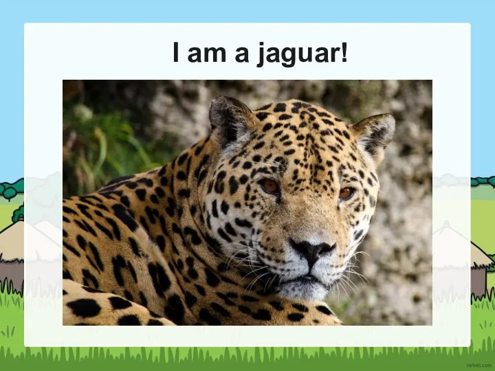 I am a jaguar!