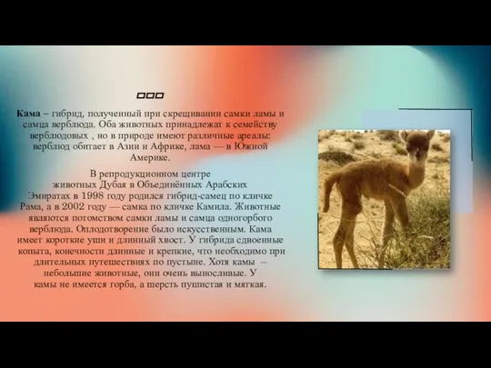 Кама – гибрид, полученный при скрещивании самки ламы и самца верблюда.