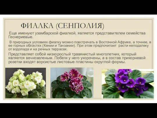 ФИАЛКА (СЕНПОЛИЯ) Еще именуют узамбарской фиалкой, является представителем семейства Геснериевые. В