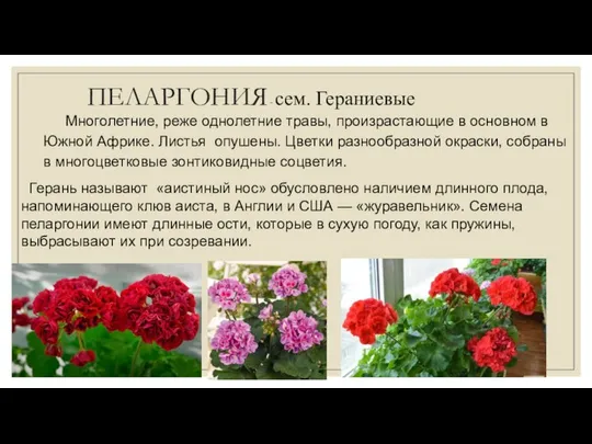 ПЕЛАРГОНИЯ - сем. Гераниевые Многолетние, реже однолетние травы, произрастающие в основном