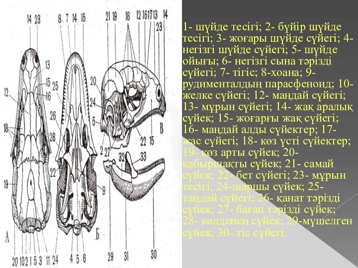 1- шүйде тесігі; 2- бүйір шүйде тесігі; 3- жоғары шүйде сүйегі;