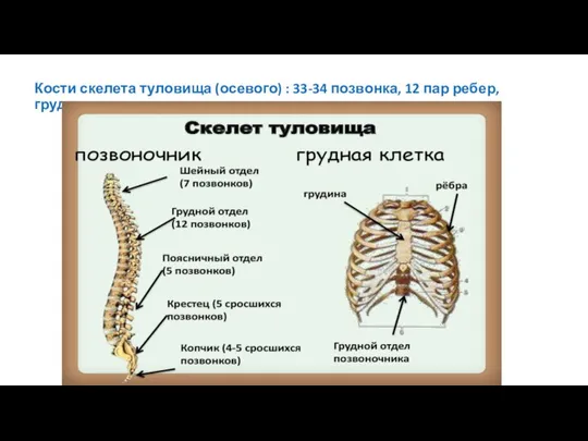 Кости скелета туловища (осевого) : 33-34 позвонка, 12 пар ребер, грудина