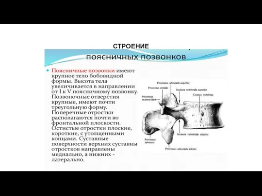 СТРОЕНИЕ